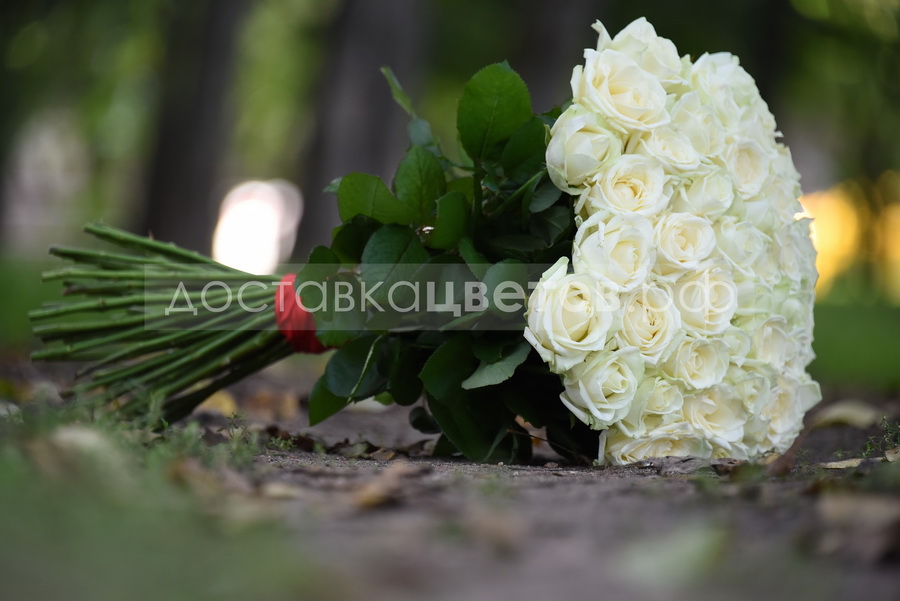 Розы Белые розы